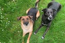 REX, Hund, Deutscher Schäferhund in Italien - Bild 5