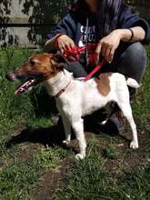 GYÖMBER, Hund, Mischlingshund in Ungarn - Bild 7