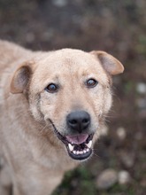BAST, Hund, Mischlingshund in Rumänien - Bild 1