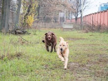 BAST, Hund, Mischlingshund in Rumänien - Bild 10