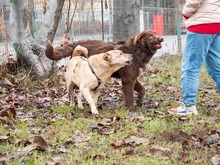 BAST, Hund, Mischlingshund in Rumänien - Bild 11