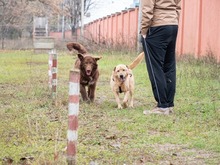 BAST, Hund, Mischlingshund in Rumänien - Bild 13
