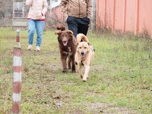 BAST, Hund, Mischlingshund in Rumänien - Bild 14