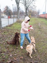 BAST, Hund, Mischlingshund in Rumänien - Bild 15