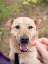 BAST, Hund, Mischlingshund in Rumänien - Bild 16