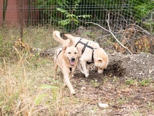 BAST, Hund, Mischlingshund in Rumänien - Bild 17