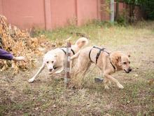 BAST, Hund, Mischlingshund in Rumänien - Bild 18