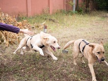 BAST, Hund, Mischlingshund in Rumänien - Bild 19