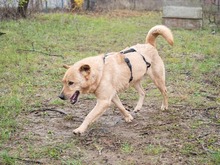 BAST, Hund, Mischlingshund in Rumänien - Bild 2