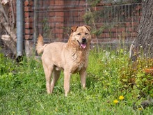 BAST, Hund, Mischlingshund in Rumänien - Bild 20
