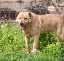 BAST, Hund, Mischlingshund in Rumänien - Bild 21