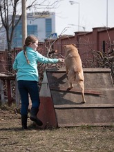 BAST, Hund, Mischlingshund in Rumänien - Bild 22