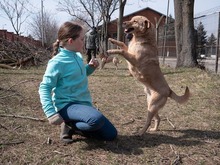 BAST, Hund, Mischlingshund in Rumänien - Bild 23