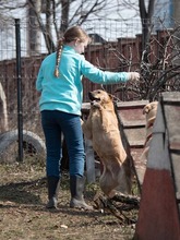 BAST, Hund, Mischlingshund in Rumänien - Bild 24