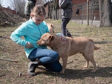 BAST, Hund, Mischlingshund in Rumänien - Bild 25