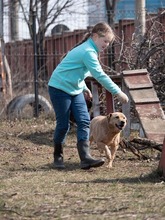 BAST, Hund, Mischlingshund in Rumänien - Bild 26