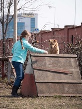 BAST, Hund, Mischlingshund in Rumänien - Bild 27