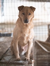 BAST, Hund, Mischlingshund in Rumänien - Bild 28