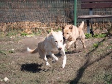 BAST, Hund, Mischlingshund in Rumänien - Bild 29