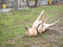 BAST, Hund, Mischlingshund in Rumänien - Bild 3