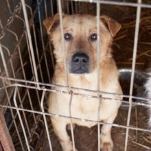 BAST, Hund, Mischlingshund in Rumänien - Bild 30