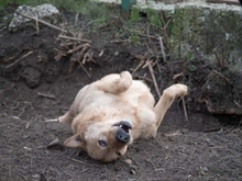 BAST, Hund, Mischlingshund in Rumänien - Bild 31