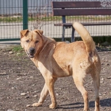 BAST, Hund, Mischlingshund in Rumänien - Bild 33