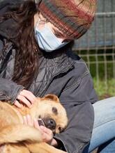 BAST, Hund, Mischlingshund in Rumänien - Bild 34
