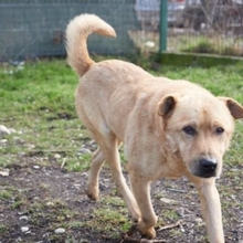 BAST, Hund, Mischlingshund in Rumänien - Bild 35