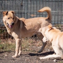 BAST, Hund, Mischlingshund in Rumänien - Bild 37