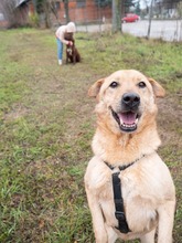 BAST, Hund, Mischlingshund in Rumänien - Bild 7