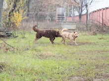 BAST, Hund, Mischlingshund in Rumänien - Bild 8