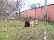 BAST, Hund, Mischlingshund in Rumänien - Bild 9