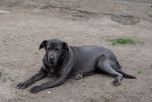 SHIVA, Hund, Mischlingshund in Murg - Bild 12