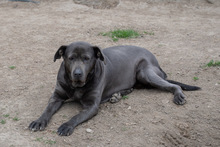 SHIVA, Hund, Mischlingshund in Murg - Bild 13