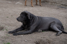 SHIVA, Hund, Mischlingshund in Murg - Bild 15