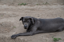 SHIVA, Hund, Mischlingshund in Murg - Bild 2