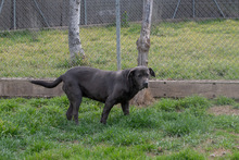 SHIVA, Hund, Mischlingshund in Murg - Bild 3