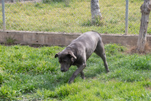 SHIVA, Hund, Mischlingshund in Murg - Bild 4
