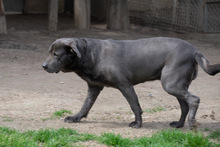 SHIVA, Hund, Mischlingshund in Murg - Bild 5