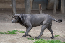 SHIVA, Hund, Mischlingshund in Murg - Bild 6