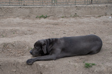 SHIVA, Hund, Mischlingshund in Murg - Bild 7