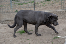 SHIVA, Hund, Mischlingshund in Murg - Bild 8