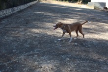 LLUNA, Hund, Podenco in Spanien - Bild 14