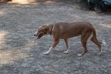LLUNA, Hund, Podenco in Spanien - Bild 16