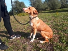 LLUNA, Hund, Podenco in Spanien - Bild 18
