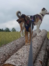 ANNIKA, Hund, Mischlingshund in Mantel - Bild 20