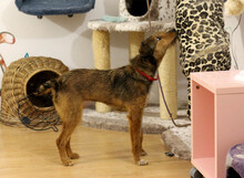 ANNIKA, Hund, Mischlingshund in Mantel - Bild 5