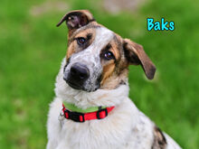 BAKS, Hund, Mischlingshund in Russische Föderation - Bild 1