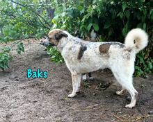 BAKS, Hund, Mischlingshund in Russische Föderation - Bild 10